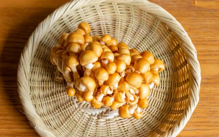 【東京おでんだね】おでんのきのこの調理方法