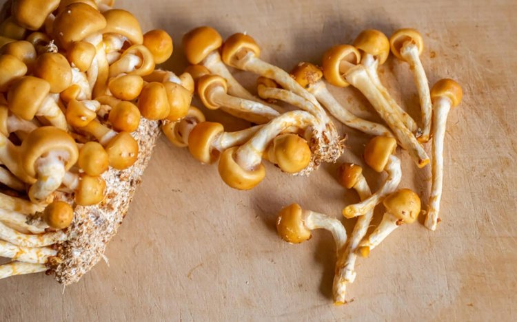 【東京おでんだね】おでんのきのこの調理方法