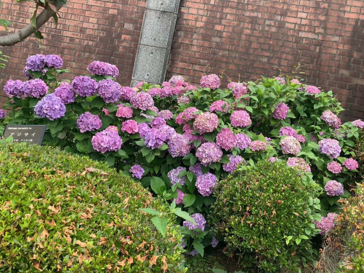 アンゴラ村長_230616_16