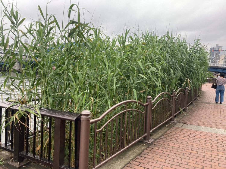 アンゴラ村長_230616_19