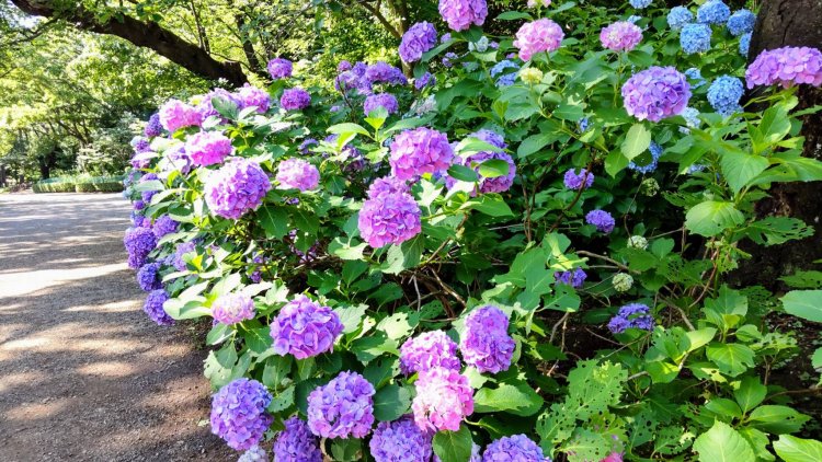 色とりどりのアジサイ。美しさに思わず足を止めて見とれてしまう。