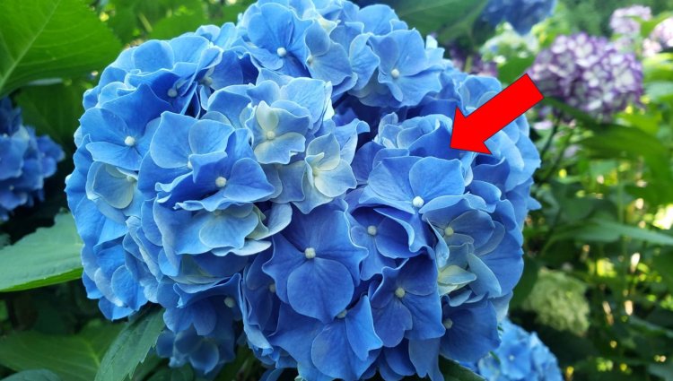 大きな花びらのように見えるものは花ではない？！