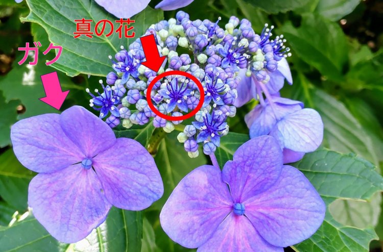 ガクを優しくかき分けて、小さな「真の花」を見つけてみよう。(赤丸は真の花が開花した状態)