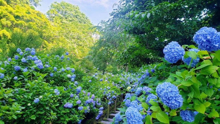 鎌倉・明月院の清涼感あふれるブルーのアジサイ。蒸し暑さも吹き飛ぶ。