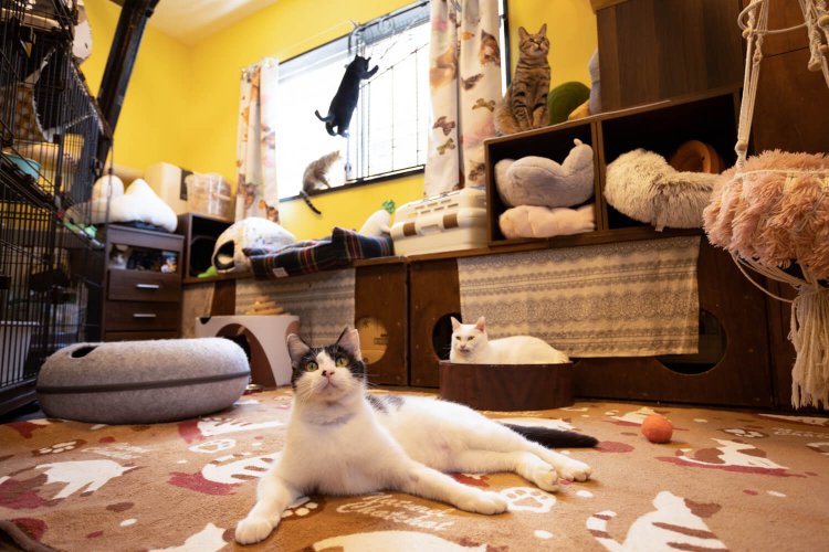 猫部屋入室時は必ず声がけを。常時10匹前後が里親を待つ。