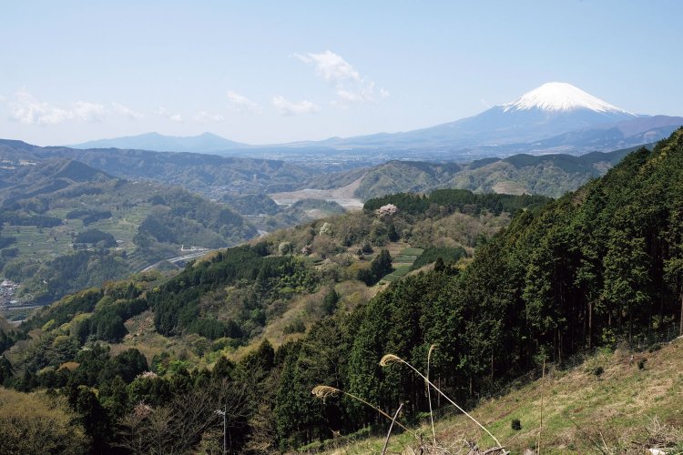 大野山の特徴は、登りはじめから富士山が顔を出すが、そのあともいつも一緒。とくに後半はずっと左側に見えるので、見とれてしまう。山頂手前からの眺め。