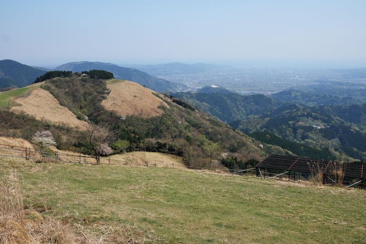 大野山の山頂付近は牧場が広がっている。2016年までは県営の大野山乳牛育成牧場として運営されてきた。今は民営。