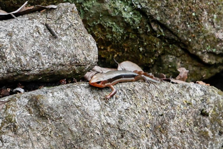 陣ヶ下渓谷公園5