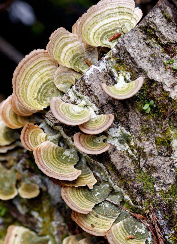 陣ヶ下渓谷公園8