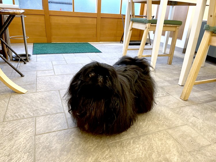 つぶらな目で見つめてくるモコちゃん。入り口の窓から姿を見つけた人が「モップが動いてる！」と正体を確認しに店へ入ってきたことも。