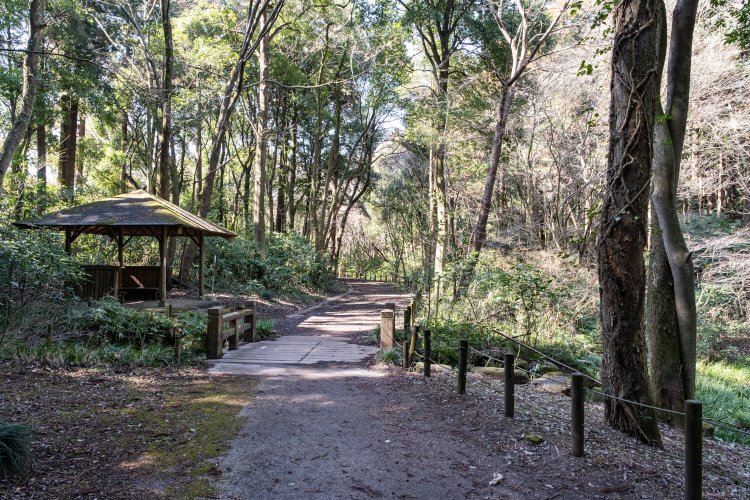 木々の間を縫うように1周約3㎞の平坦な園路が張り巡らされている。