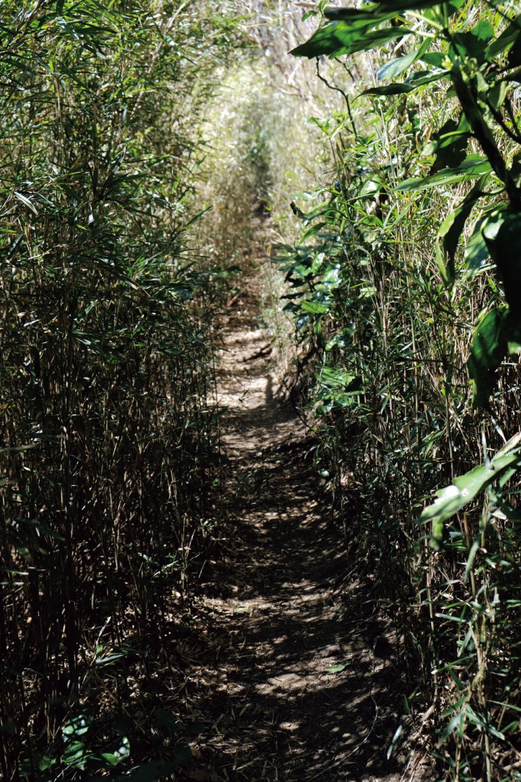 三浦アルプスの核心部ともいえる南尾根沿いの道。小さなアップダウンがかなりあり、地味にきついコース。展望もないので、それもちょっと。