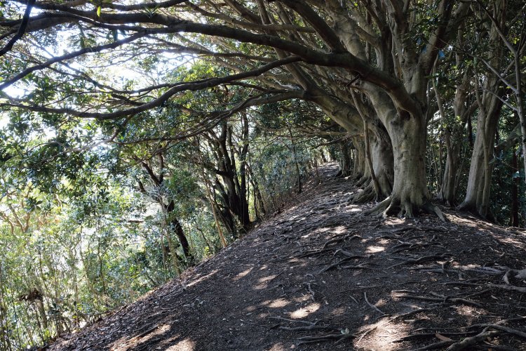 観音塚の手前に「どんぐり並木」といわれる場所がある。樹種はマテバシイのわりと大きな木。尾根上に並木のように並んでいる。