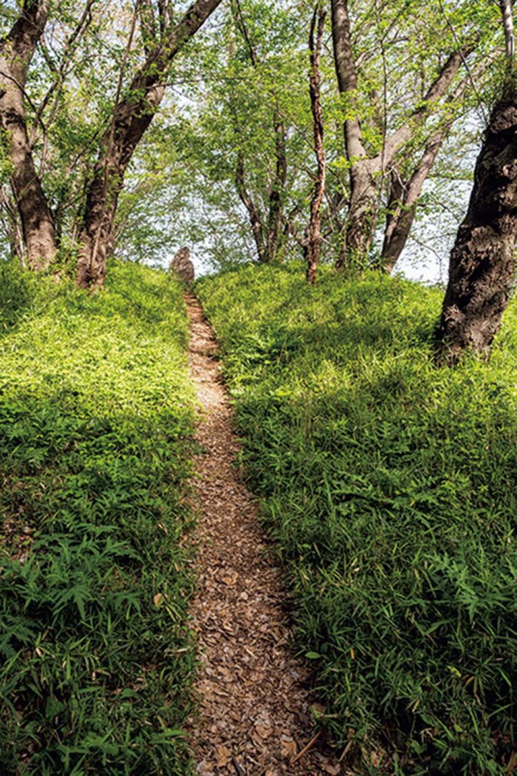町内で唯一盛土が残る大（応）神塚。