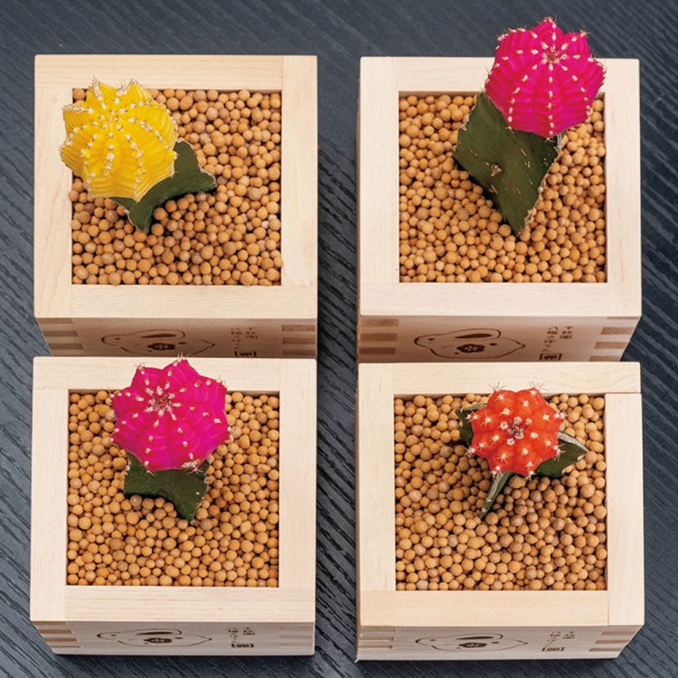 寒川神社の八方除にちなみ商品化した、八角形の八福さぼてん2750円。トゲが邪気を祓うとされ、インテリアとしても人気が高い。