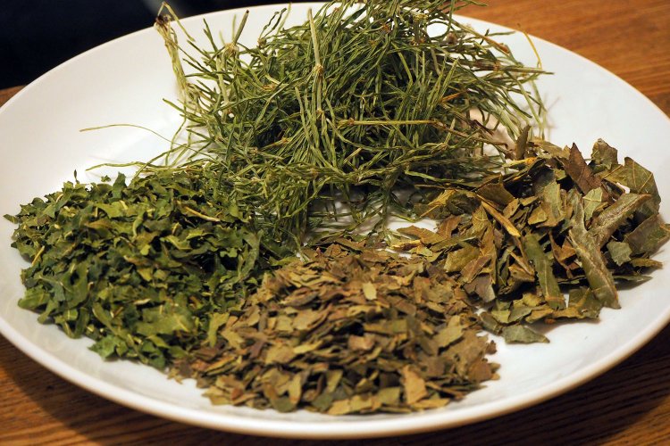 粉末にする前の薬草を見せてもらった。奥から時計回りに、スギナ、カキノハ、ビワノハ、クワノハ。