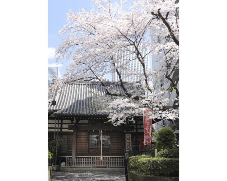 現在のビルに建て替わる前の旧本堂。練馬・妙安寺から一時的に仙行寺に移り住むことになった朝比奈さんの父・朝比奈日晟氏が、第二次世界大戦で消失した本堂を昭和40年（1965）に再建された。