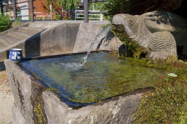 武田「魚？にも見える。コケがいい感じに髭みたい」