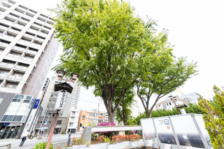 縁切榎で悪縁切ったら、板橋駅前のむすびのけやきで良縁を？