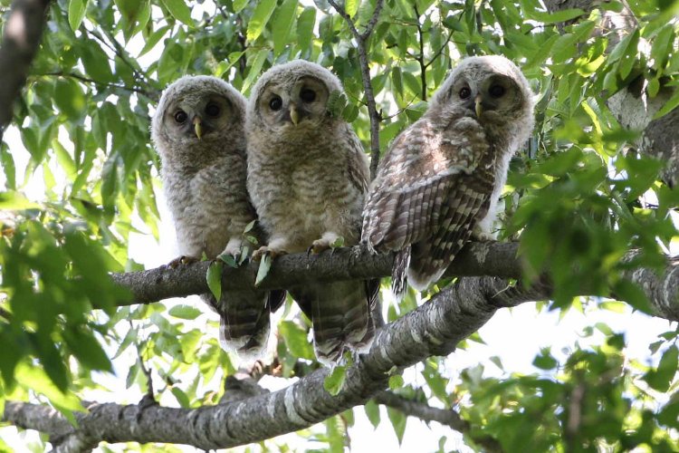 フクロウ見学はマナー厳守の心がけで（写真提供＝野木町産業振興課）。