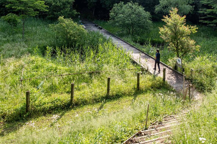 緑まばゆい清水谷の湿地に設置された木道。例年9月にはワタラセツリフネソウが赤紫色の花を咲かせる。