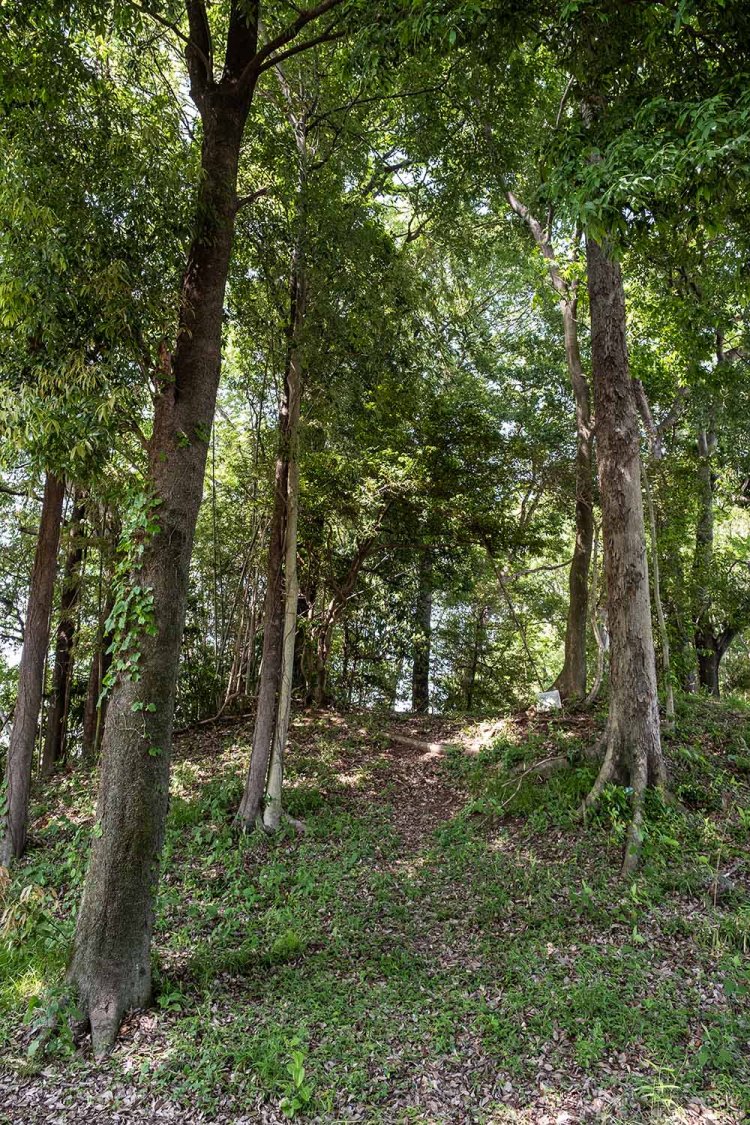 高い木が生い茂る大塚古墳。墳頂部には石仏や板碑が置かれている。