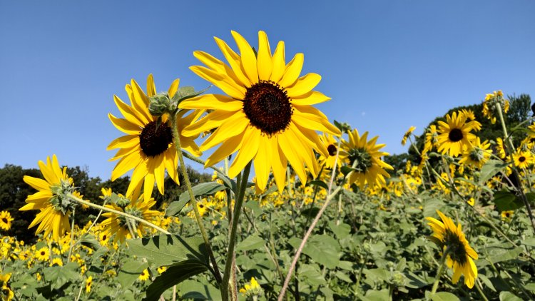 夏空に映えるひまわり。暑さ対策をしながら安全に楽しみたい。