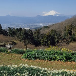 富士山と海原の大展望が一挙に楽しめる、曽我丘陵へ【東京発日帰り低山さんぽ】