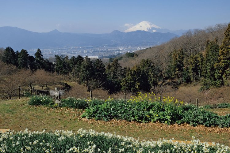 農村公園内にある「おおいゆめの里」からは富士山の展望がいい。富士山の左下は矢倉岳、左側にぽこんと出ているのは金時山だ。