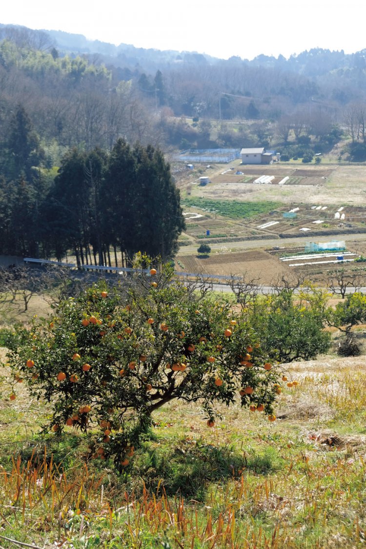 了義寺から農村公園に向かう農道を上がって行くと、みかん畑があった。周辺の畑の風景が心に沁みる。