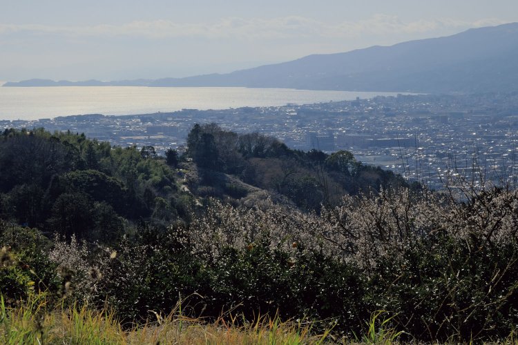 六本松跡の手前から展望が広がるが、小田原市街と相模湾が見える。相模湾に突き出ているのは真鶴半島。