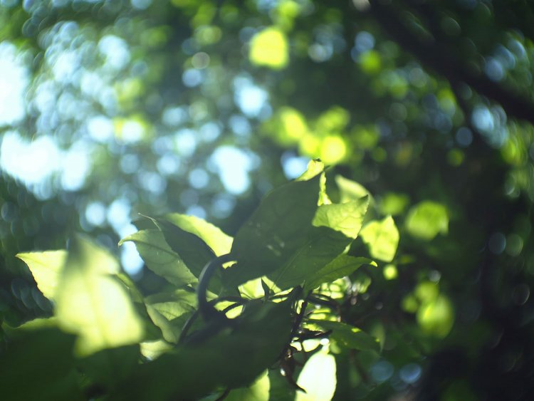 【カメラガールズ】コスパ抜群のオールドレンズ『FUJIAN TV LENS 35mm F1.7』