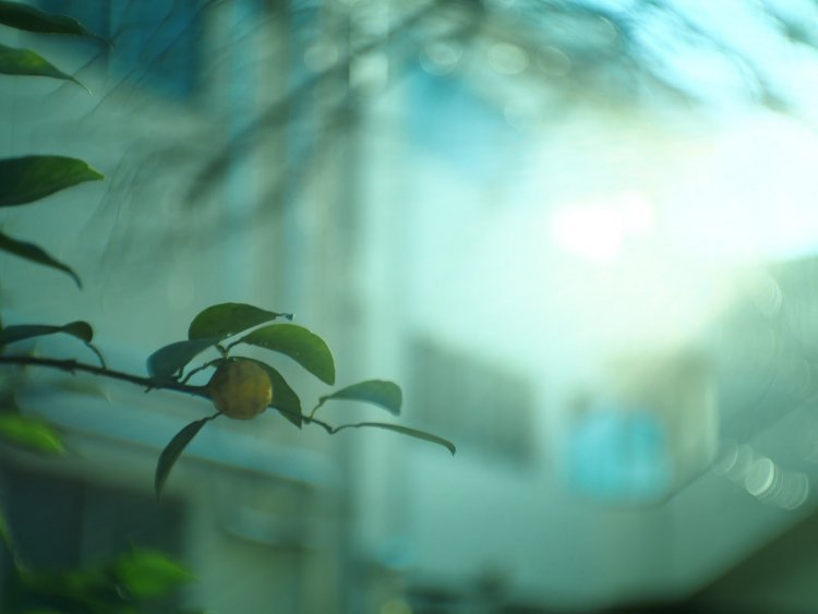 【カメラガールズ】コスパ抜群のオールドレンズ『FUJIAN TV LENS 35mm F1.7』