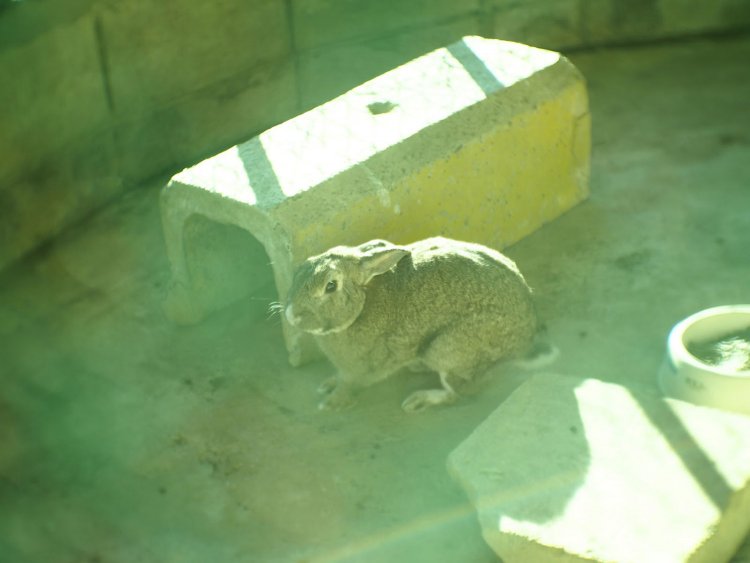 【カメラガールズ】コスパ抜群のオールドレンズ『FUJIAN TV LENS 35mm F1.7』