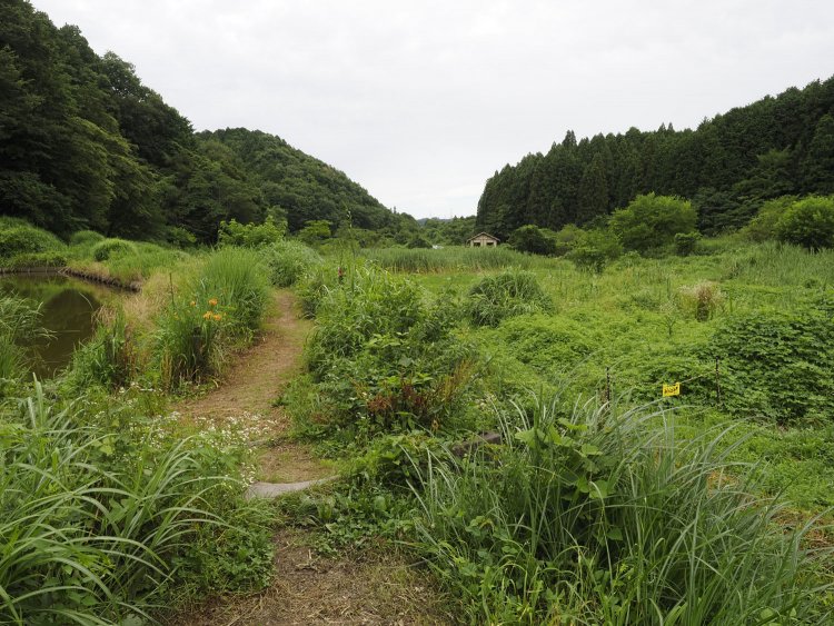 小径に突如として現れる鉄の物体。これが戦車橋である。言われてもピンとこないほど埋まっている。