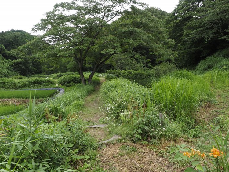 反対側から撮る。草に埋もれてよく分からない（泣）　こうしてみると踏切の線路のようにも見えてくる。