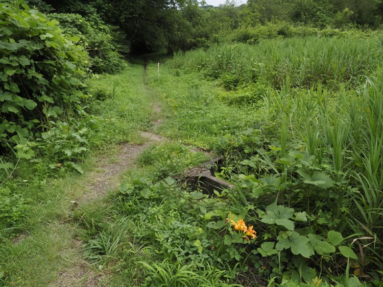 第2の戦車橋は小径から逸れてしまっている。辛うじて草の中から……。