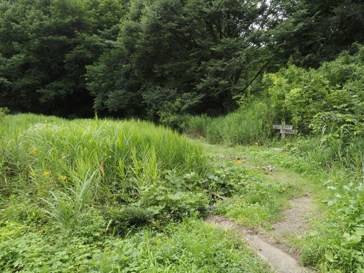 反対側に回ってみたがダメだった。完全に埋もれている。写真真ん中より少し下側に台枠があるのだ。