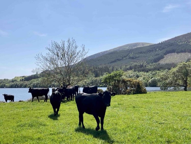 牛はぼーっとしているが、時々何かを試されているのか近づいてくる。これにはかなり焦る……。