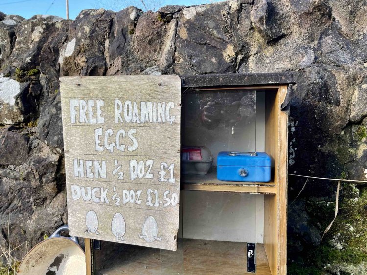 放し飼いの鶏の新鮮なタマゴ。値段も良心的。