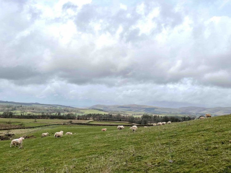 羊はただ凝視するか、自ら離れていくケースがほとんど。