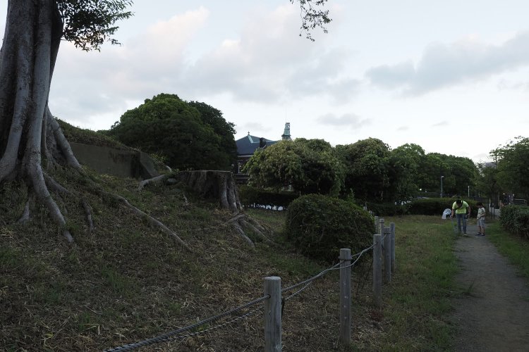 樹木の根っこ付近を凝視すると、何やらコンクリート構造物が顔を出している。ちょうど親子が虫取りをしていた。夏休みらしい光景の中に遺構があった。