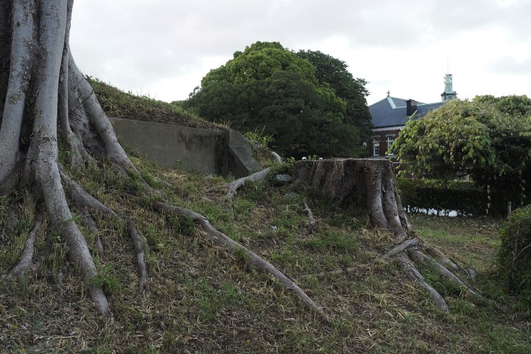 柵があるので体は近づけられないが、根っこの部分にレンズで寄ってみる。壕の入り口だろうか。堅牢そうなコンクリート構造物だ。