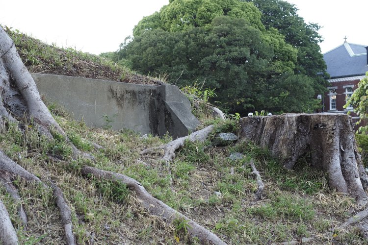 さらにズーム。入り口部分は完全に埋没し、戦後に植林された樹木の根っこがしっかりと張っている。戦時中はここから兵士や物資が行き交っていたのだろう。
