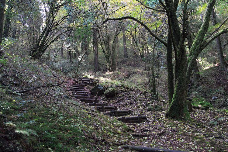 道の駅の反対側に入り口があり、階段を上がっていくと十二丁園地に。深い森の中を抜けると、ハコネダケの道になり、外輪山に出る。