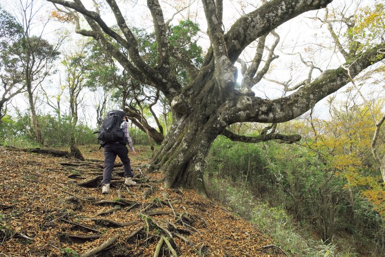 三国山の手前からブナの木が多くなるが、なかでもこれは巨大なものだ。