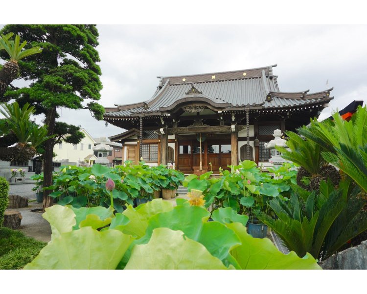 蓮華寺さんでは一般的に蓮の咲く時期よりも早く蓮が咲き始め、花の咲き終える時期もひと足早いとのこと。