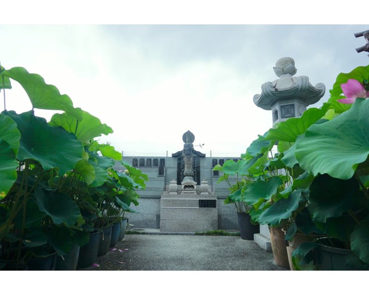 蓮の奥で優しく微笑む観音さま。空気の澄んでいる日は、この方角に富士山が望めるのだそう。