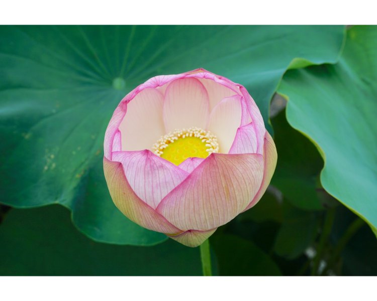 咲く直前のつぼみの中は、ほんのり温かいのだそう。