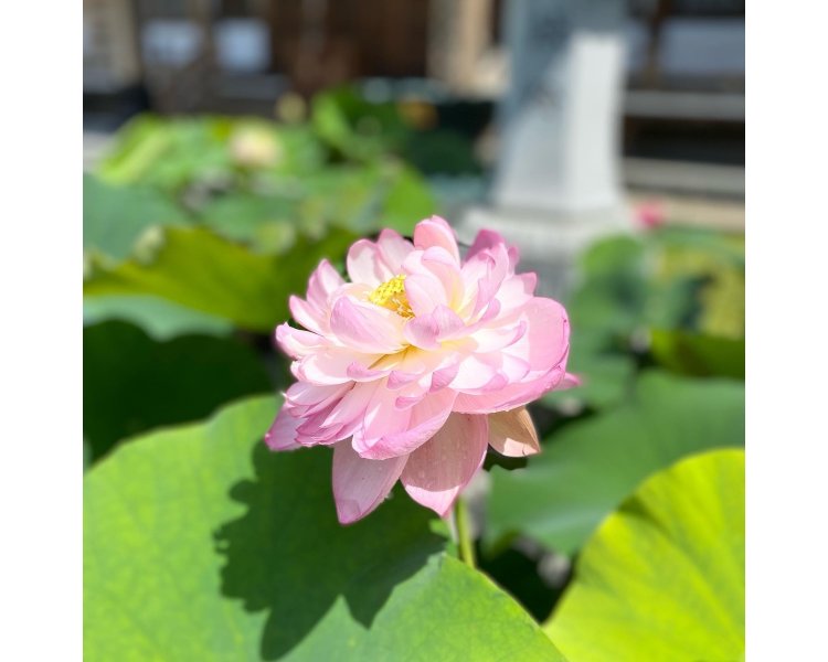 羽田さんもお好きだという八重咲きの品種。